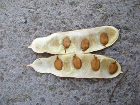 Descripción: D:\JM-disco duro\Vasculares x familia-todas\angiospermas-fotos-icon-textos\Fabaceae\FABACEAE EXOTICAS\Acacia visco. semillas FJA.JPG